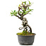 Pyracantha, 18 cm, ± 8 anni