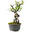 Pyracantha, 18 cm, ± 8 anni