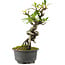 Pyracantha, 18 cm, ± 8 anni