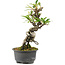 Pyracantha, 18 cm, ± 8 anni