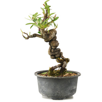 Pyracantha, 17 cm, ± 8 años