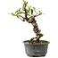 Pyracantha, 17 cm, ± 8 years old