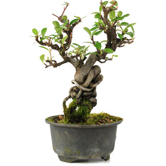 Pyracantha, 17 cm, ± 8 years old