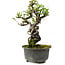 Pyracantha, 17 cm, ± 8 anni