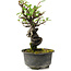 Pyracantha, 17 cm, ± 8 anni