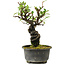 Pyracantha, 17 cm, ± 8 anni