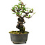 Pyracantha, 17 cm, ± 8 anni