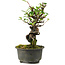 Pyracantha, 17 cm, ± 8 anni