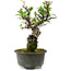 Pyracantha, 17 cm, ± 8 anni