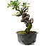 Pyracantha, 17 cm, ± 8 years old