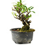 Pyracantha, 12 cm, ± 8 years old