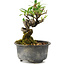 Pyracantha, 12 cm, ± 8 years old