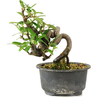 Pyracantha, 13 cm, ± 8 años