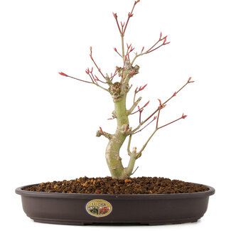 Acer palmatum, 27 cm, ± 8 años