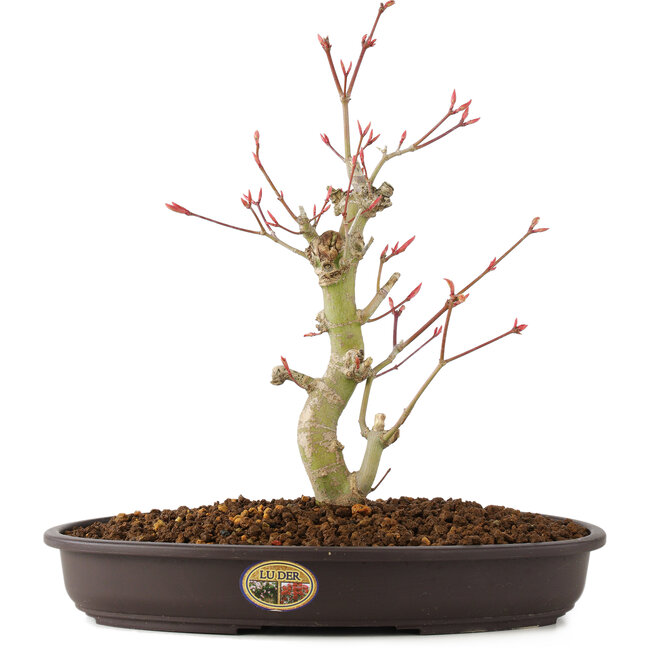 Acer palmatum, 27 cm, ± 8 años