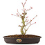 Acer palmatum, 27 cm, ± 8 jaar oud