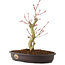 Acer palmatum, 27 cm, ± 8 años