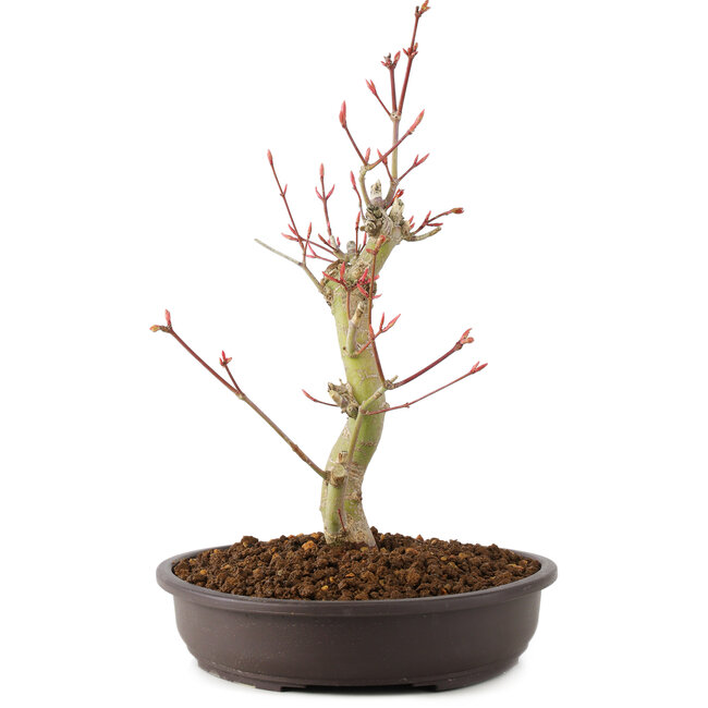 Acer palmatum, 27 cm, ± 8 ans