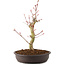 Acer palmatum, 27 cm, ± 8 jaar oud