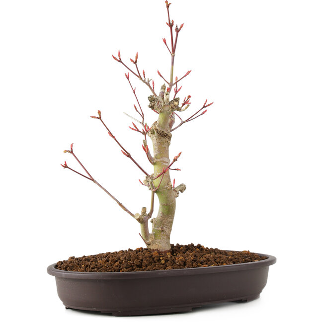 Acer palmatum, 27 cm, ± 8 Jahre alt