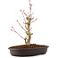 Acer palmatum, 27 cm, ± 8 años
