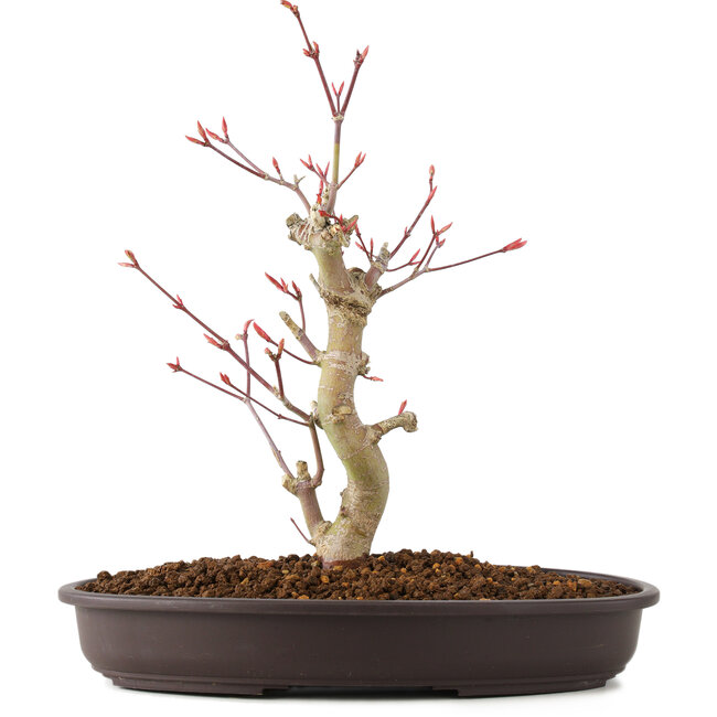 Acer palmatum, 27 cm, ± 8 Jahre alt