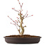 Acer palmatum, 27 cm, ± 8 anni