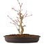 Acer palmatum, 27 cm, ± 8 años