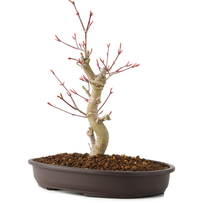 Acer palmatum, 27 cm, ± 8 jaar oud