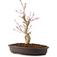 Acer palmatum, 27 cm, ± 8 años