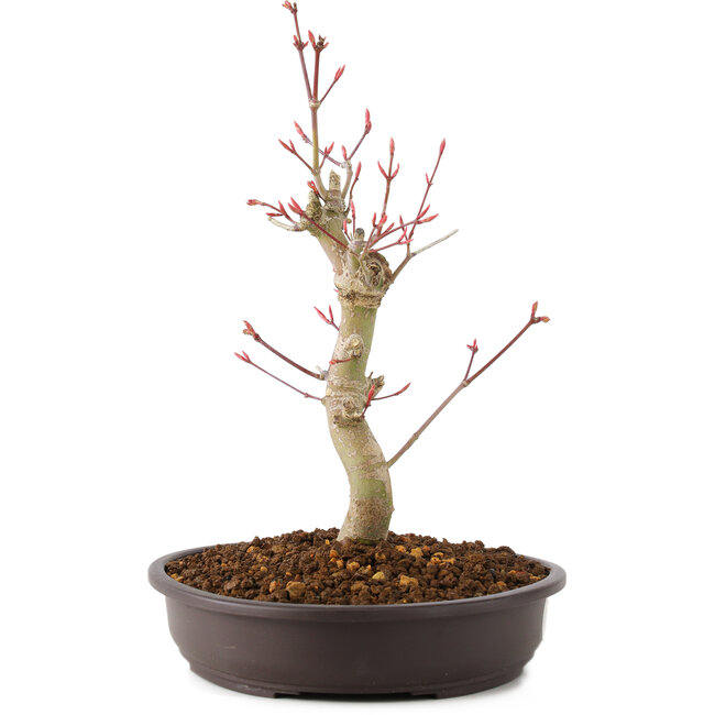 Acer palmatum, 27 cm, ± 8 years old
