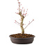 Acer palmatum, 27 cm, ± 8 años
