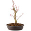 Acer palmatum, 27 cm, ± 8 Jahre alt