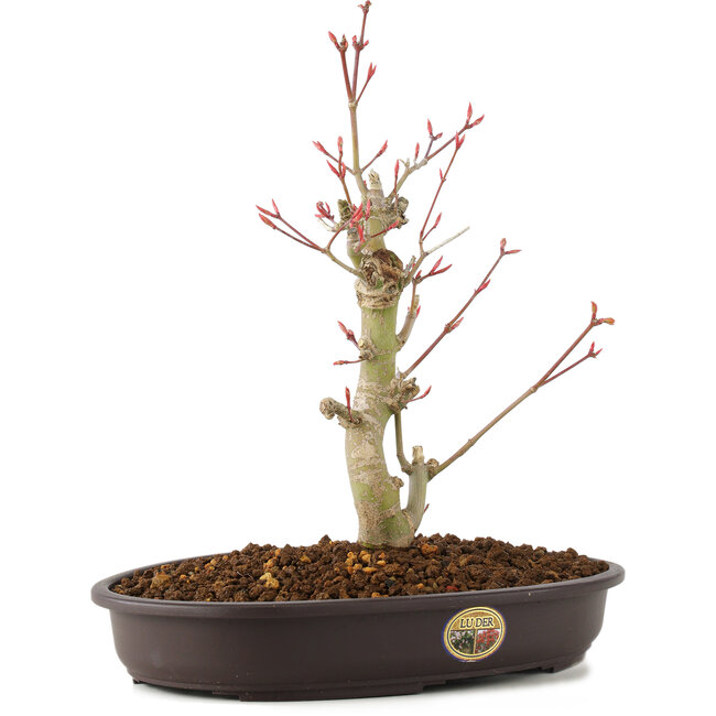 Acer palmatum, 27 cm, ± 8 años