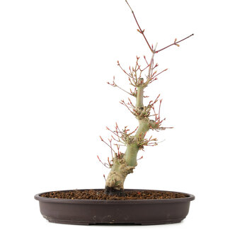 Acer palmatum, 33 cm, ± 8 anni