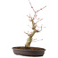 Acer palmatum, 33 cm, ± 8 Jahre alt