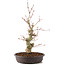 Acer palmatum, 33 cm, ± 8 Jahre alt