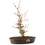 Acer palmatum, 33 cm, ± 8 Jahre alt