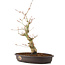 Acer palmatum, 33 cm, ± 8 Jahre alt