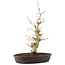 Acer palmatum, 33 cm, ± 8 Jahre alt