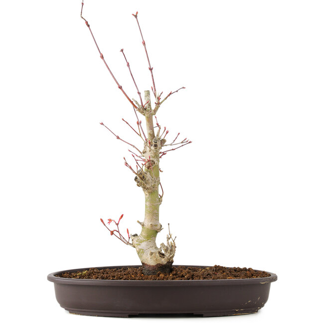 Acer palmatum, 34 cm, ± 8 años