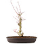 Acer palmatum, 34 cm, ± 8 years old