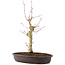 Acer palmatum, 34 cm, ± 8 years old
