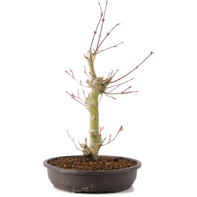 Acer palmatum, 34 cm, ± 8 jaar oud