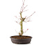 Acer palmatum, 34 cm, ± 8 years old