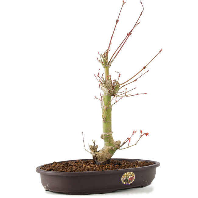 Acer palmatum, 34 cm, ± 8 jaar oud