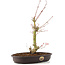 Acer palmatum, 34 cm, ± 8 años