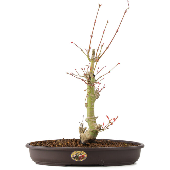 Acer palmatum, 34 cm, ± 8 años