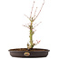 Acer palmatum, 34 cm, ± 8 jaar oud