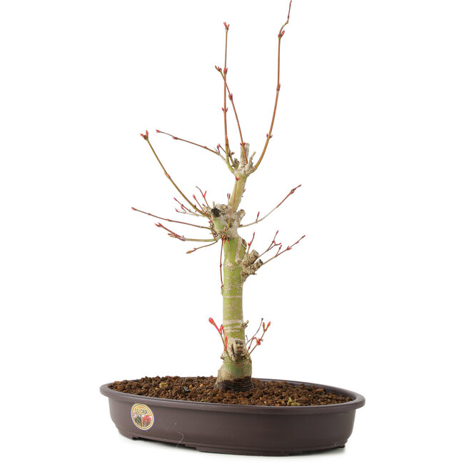 Acer palmatum, 34 cm, ± 8 jaar oud